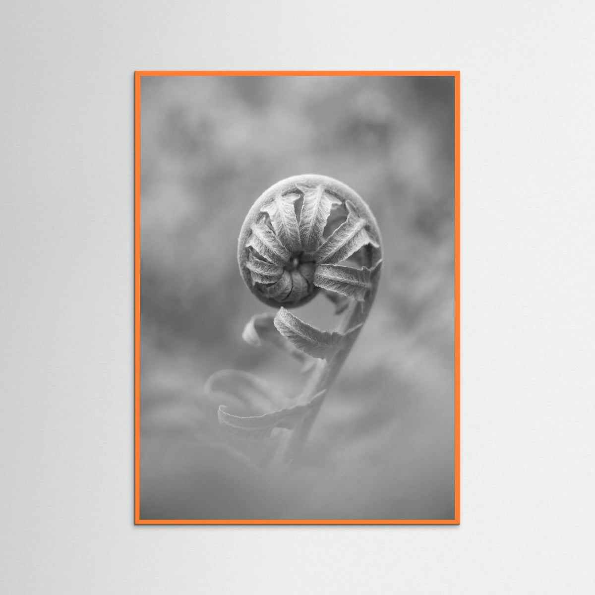 Orange Wood Solitary Bloom