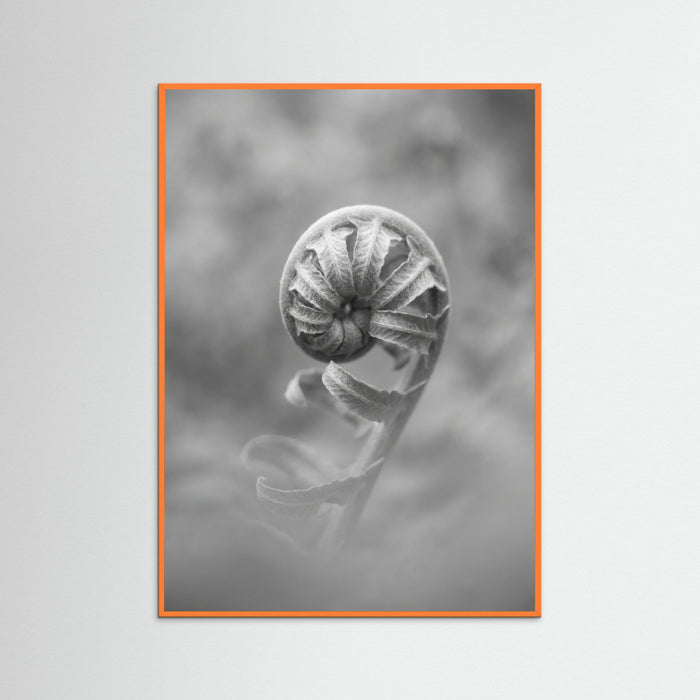 Orange Wood Solitary Bloom