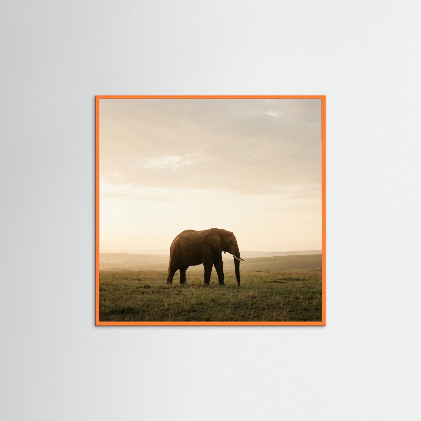 Orange Wood Square Golden Savannah Solitude