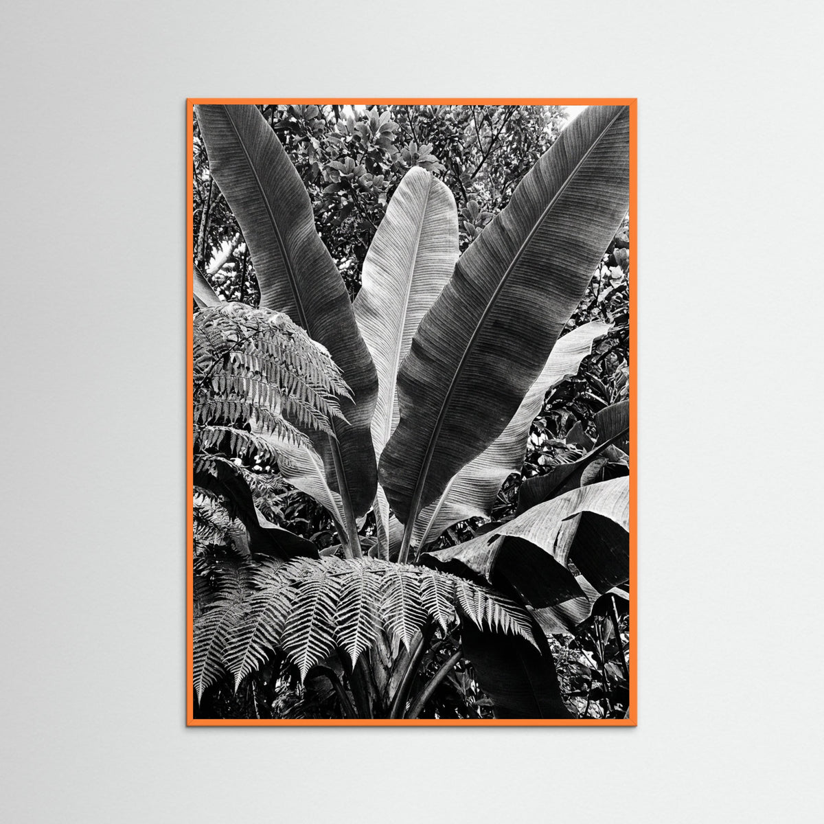 Orange Wood Tropical Canopy