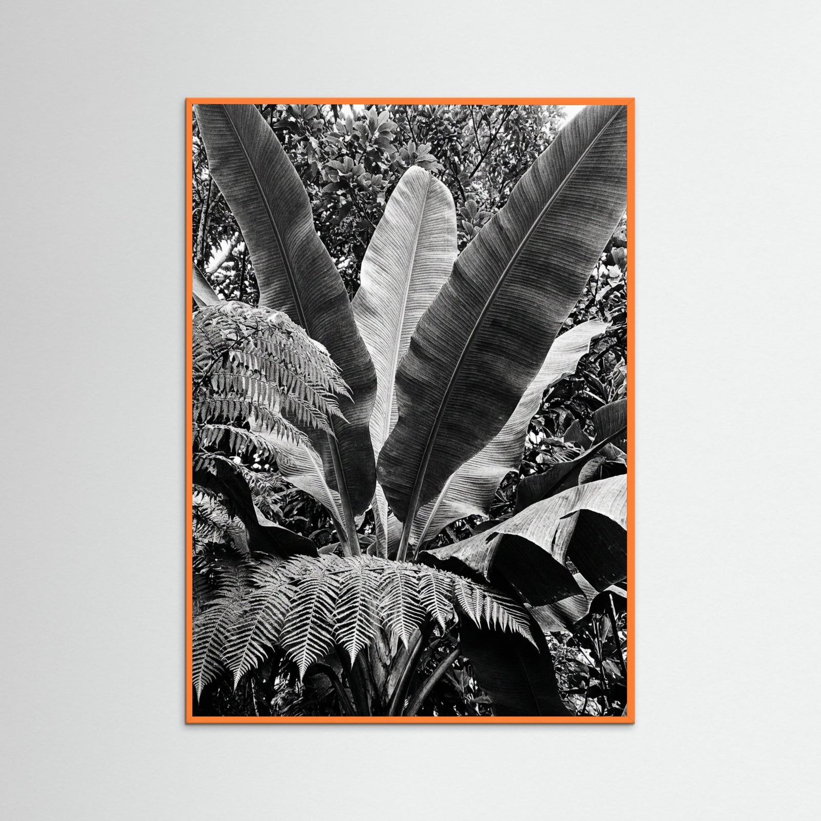 Orange Wood Tropical Canopy