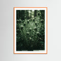 Orange Wood Verdants Depths