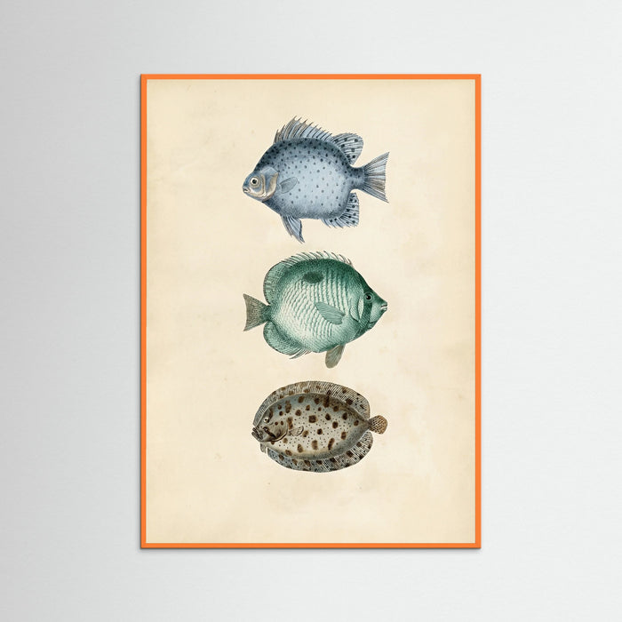 Orange Wood Vintage Ichthyology Studies