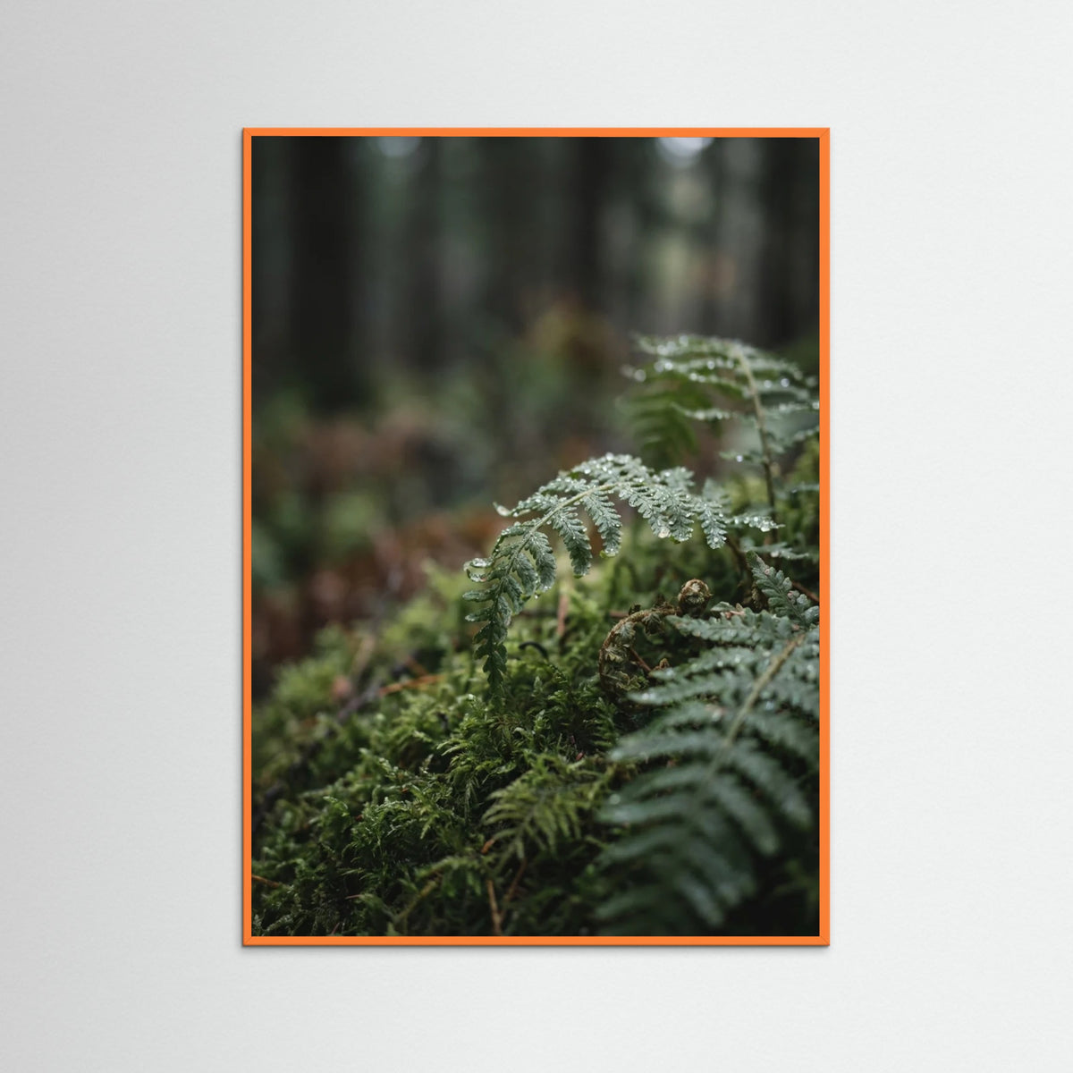 Orange Wood Whispering Meadow