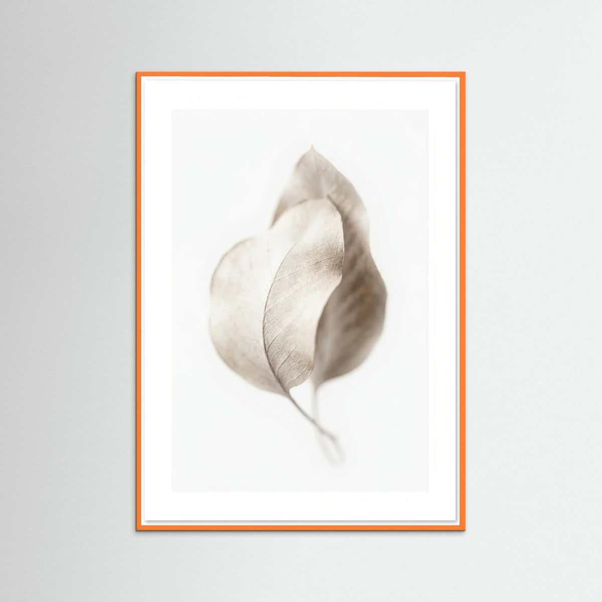 Orange Wood Whispering Plumes