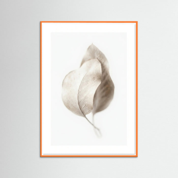 Orange Wood Whispering Plumes