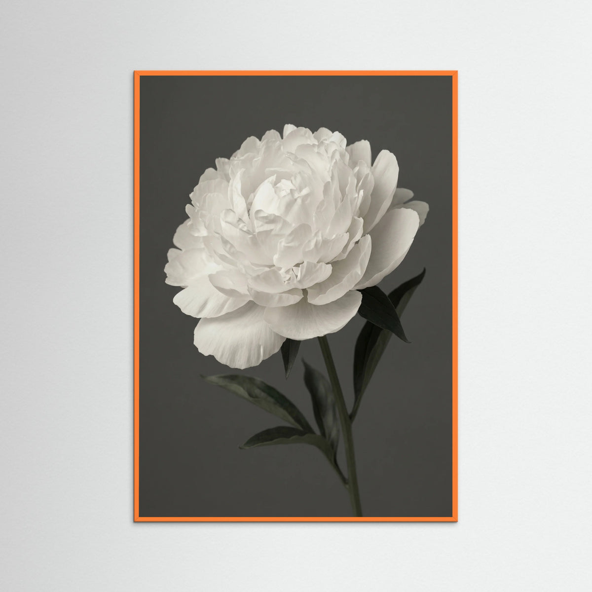 Orange Wood White Iris Grace