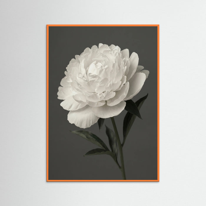Orange Wood White Iris Grace