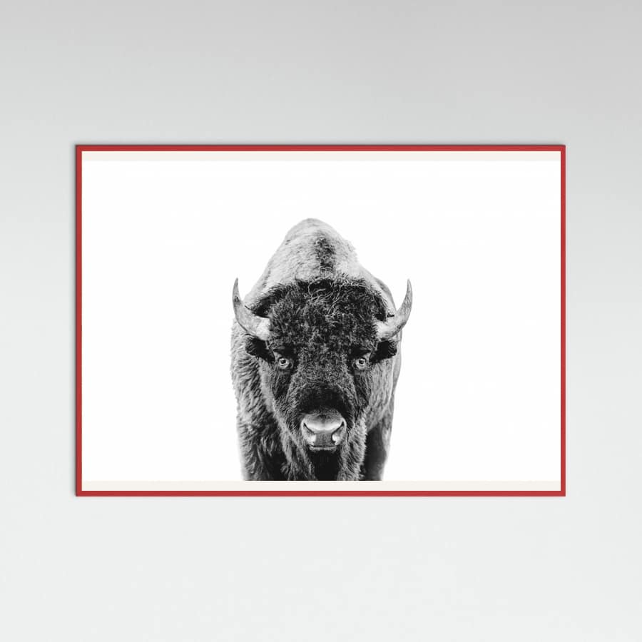 Póster Bison Bw – póster e impresión artística