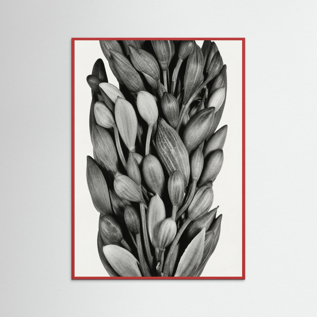 Red Wood Budding Forms