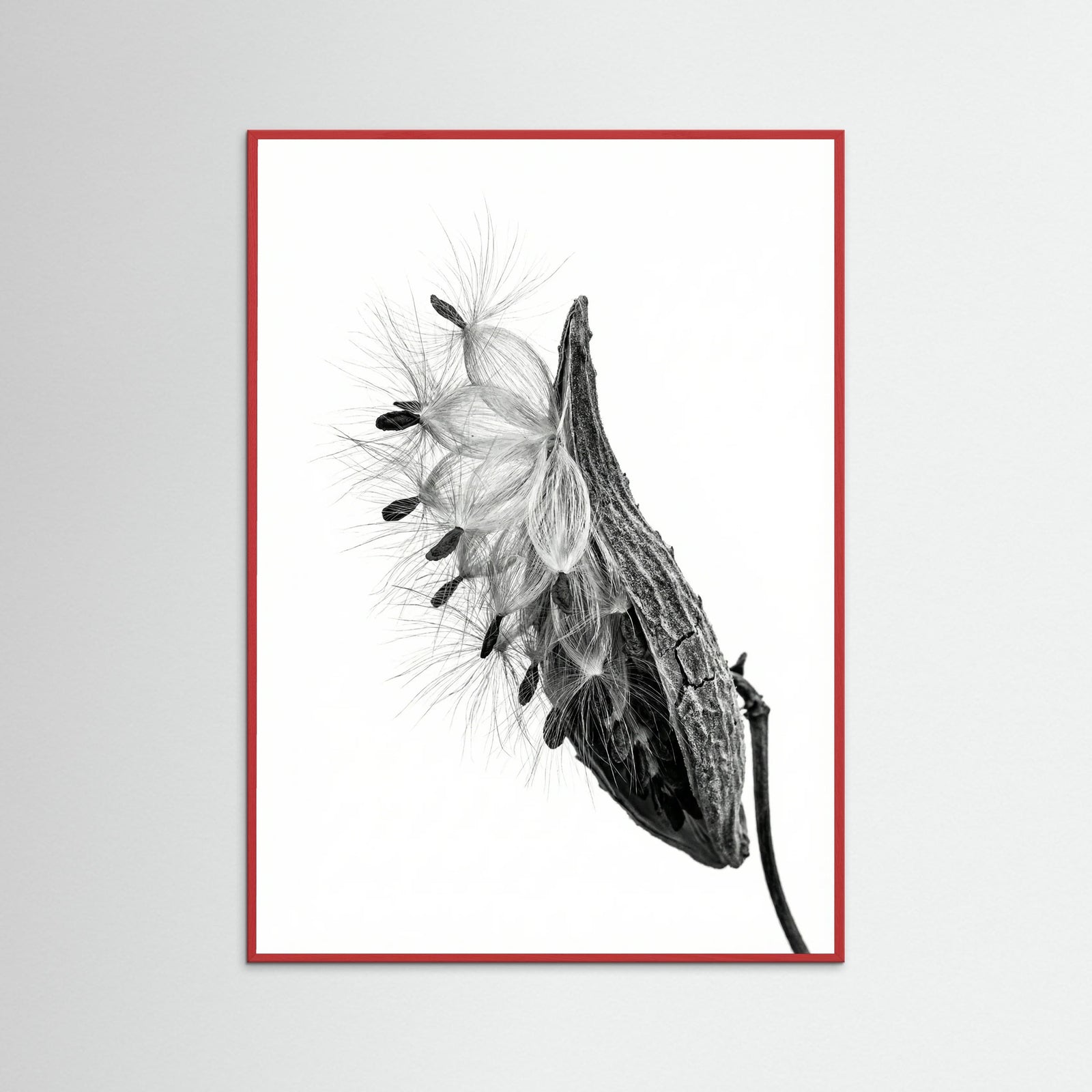 Red Wood Dandelion Flight