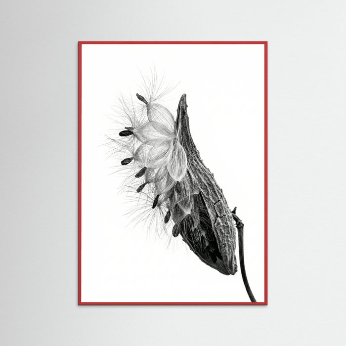 Red Wood Dandelion Flight