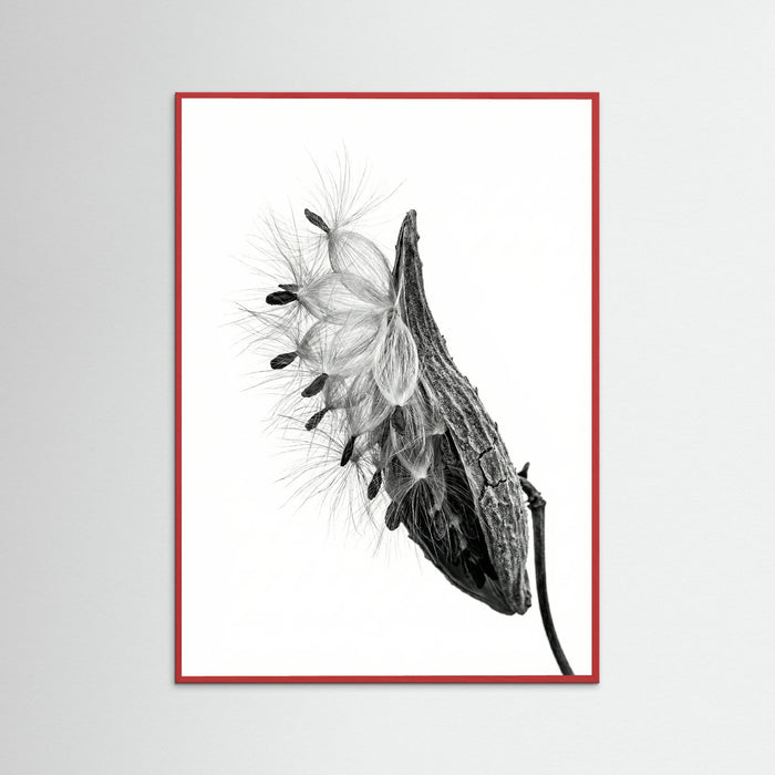 Red Wood Dandelion Flight