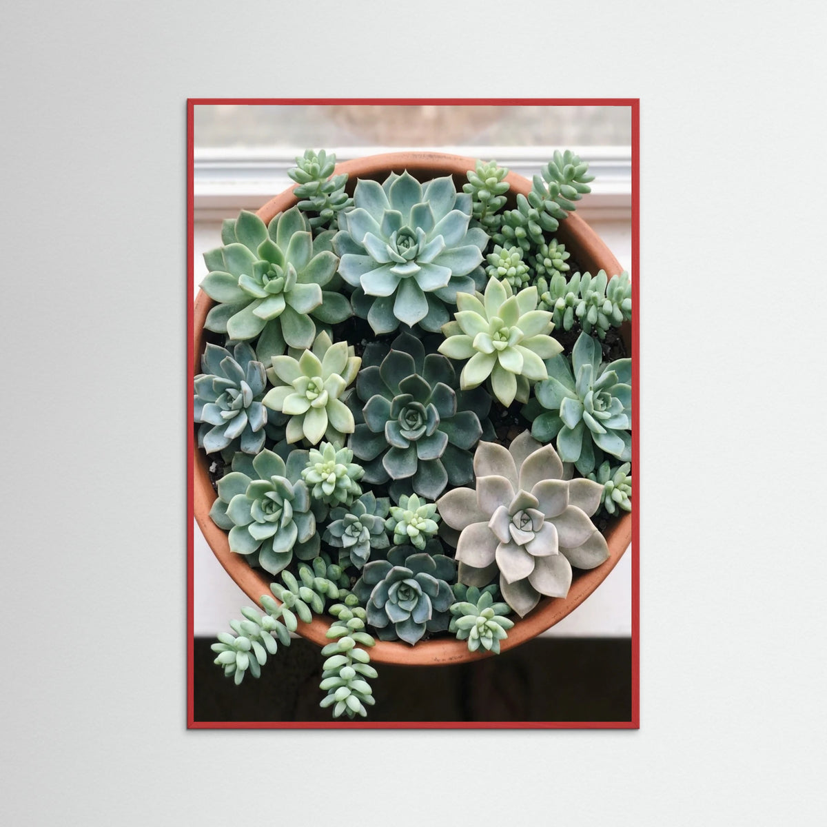 Red Wood Desert Bloom