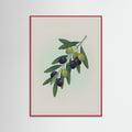 Red Wood Fig Branch in Vase