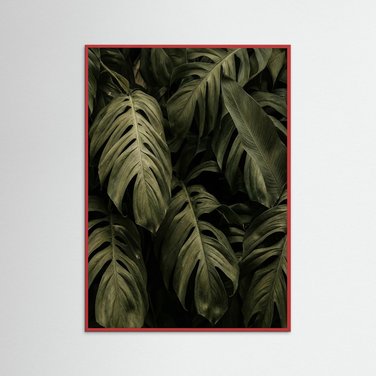 Red Wood Frond Shadows