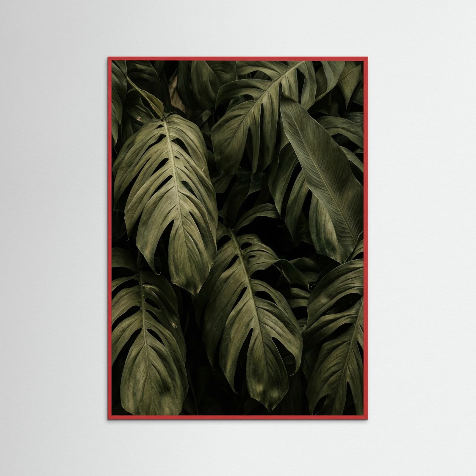 Red Wood Frond Shadows