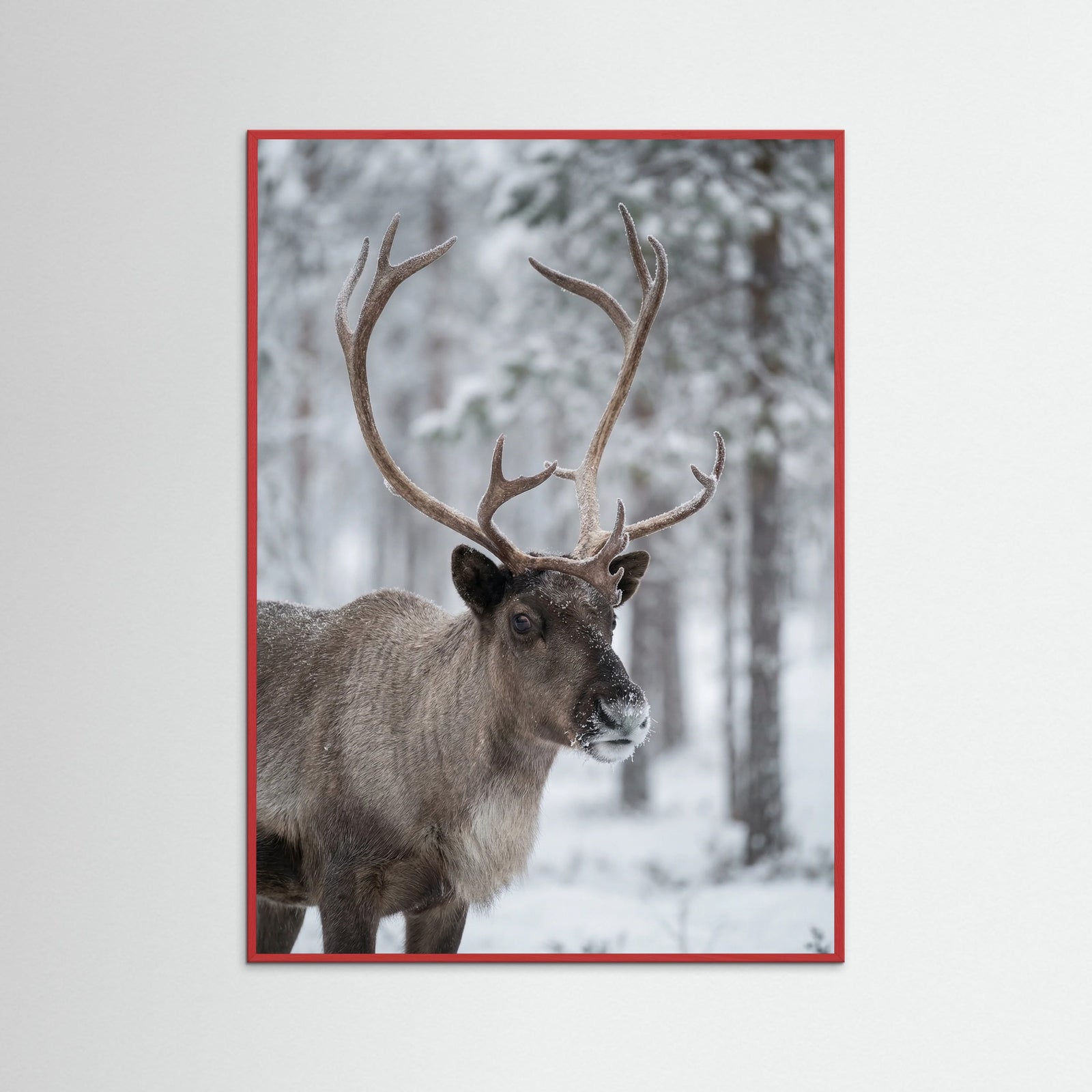 Red Wood Frosty Highlands