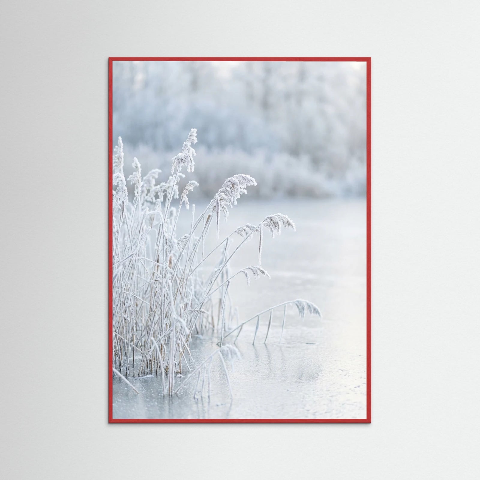 Red Wood Frozen Reflections