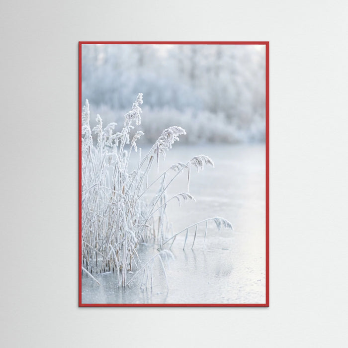 Red Wood Frozen Reflections