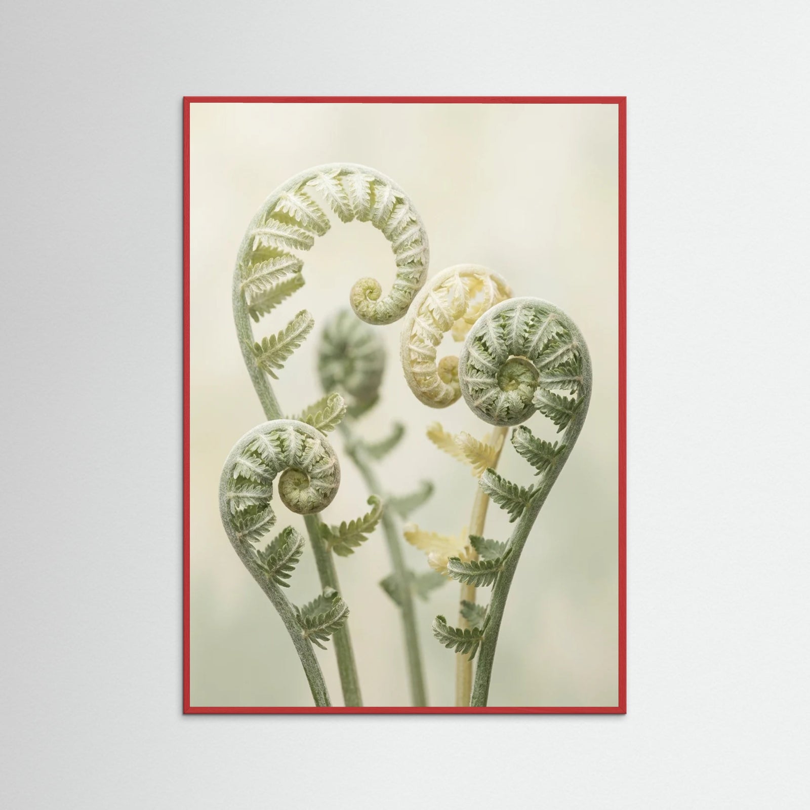 Red Wood Gentle Ascent