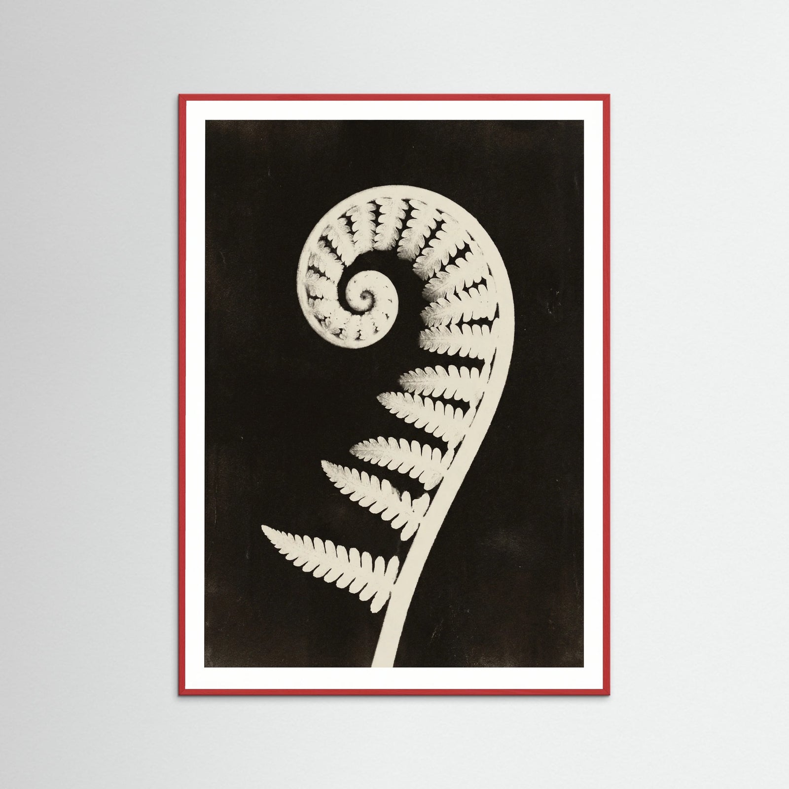 Red Wood Goldenrod Specimen