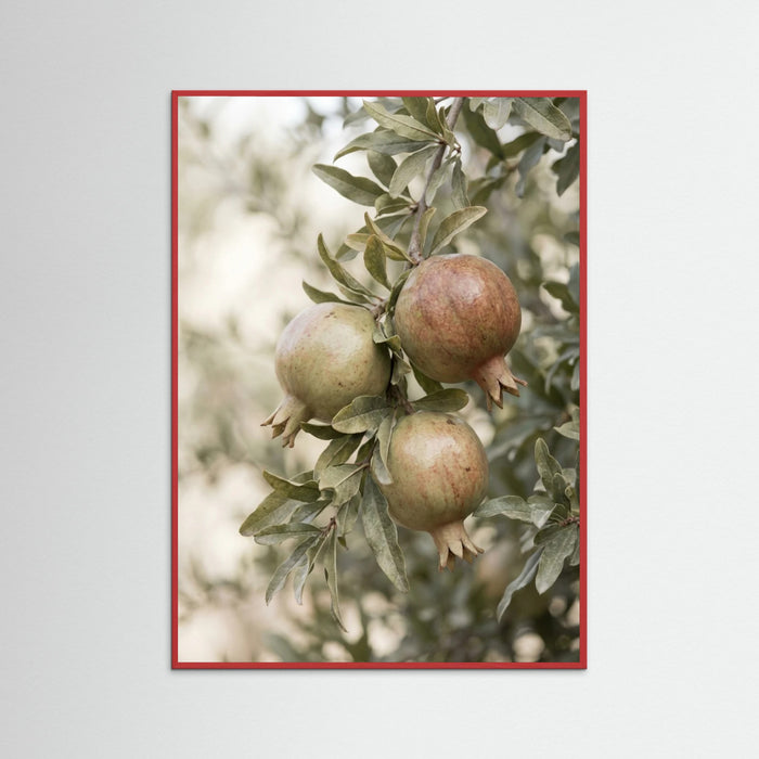 Red Wood Green Olives