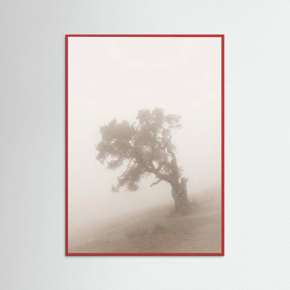 Red Wood Misty Embrace
