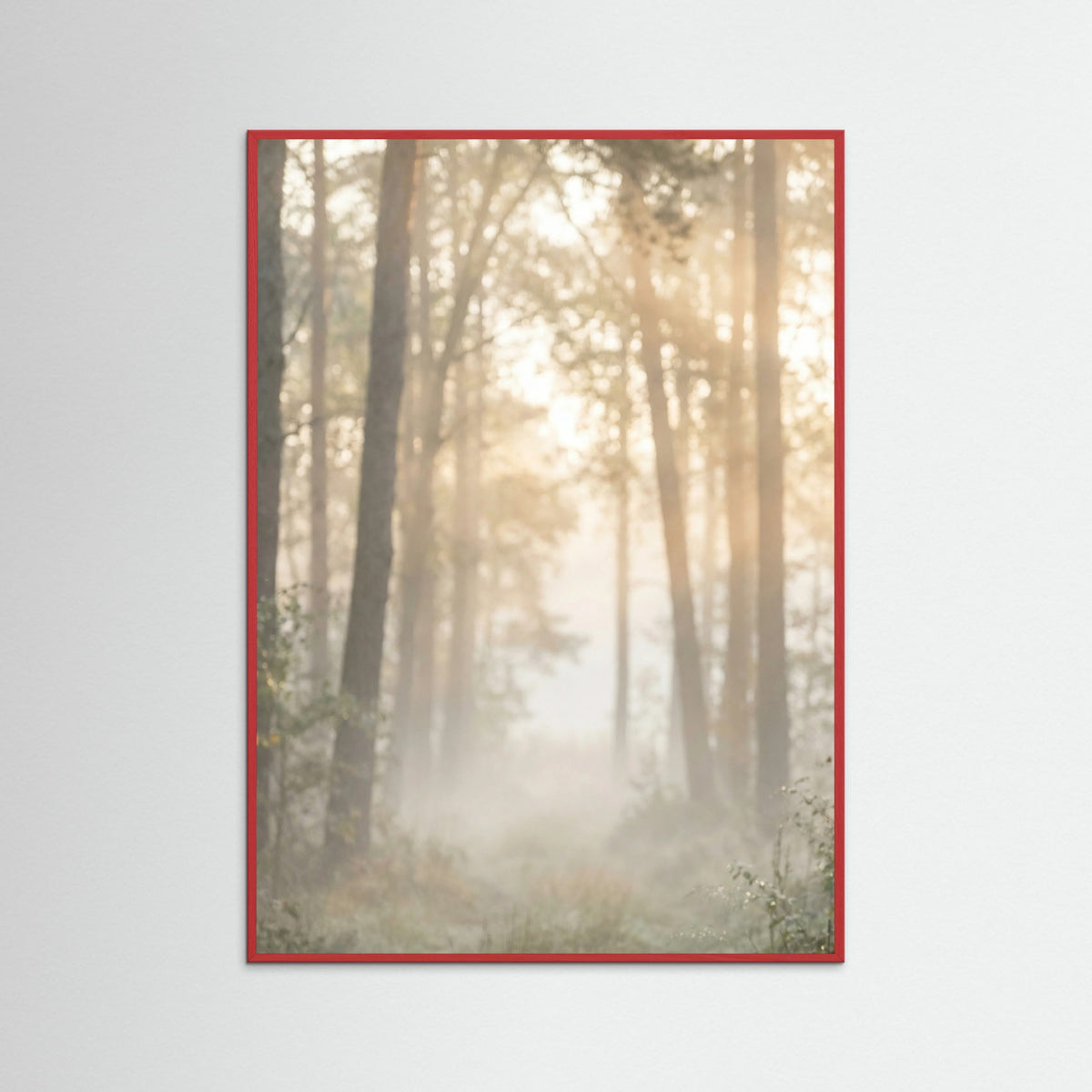 Red Wood Misty Morning Shore