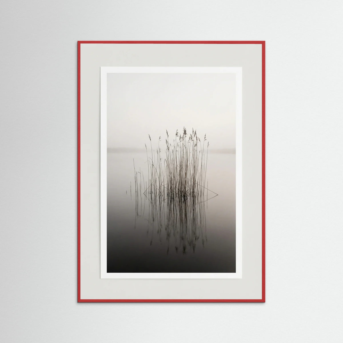 Red Wood Misty Solitude