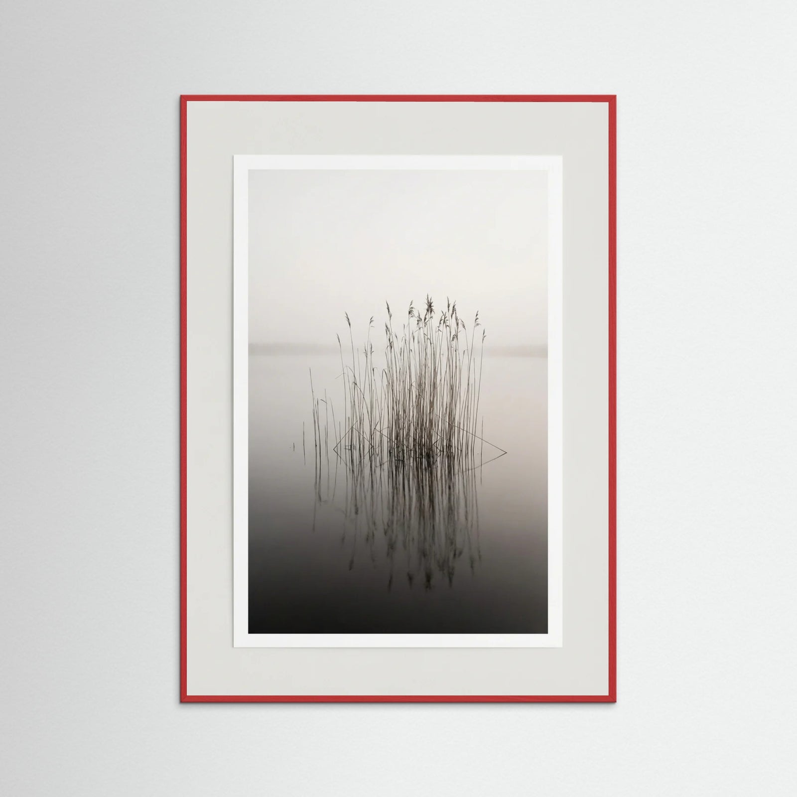 Red Wood Misty Solitude