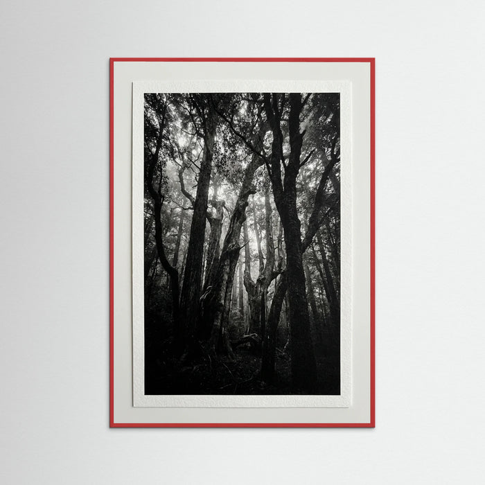 Red Wood Monolith Coast