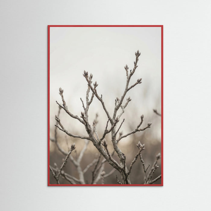 Red Wood Muted Field