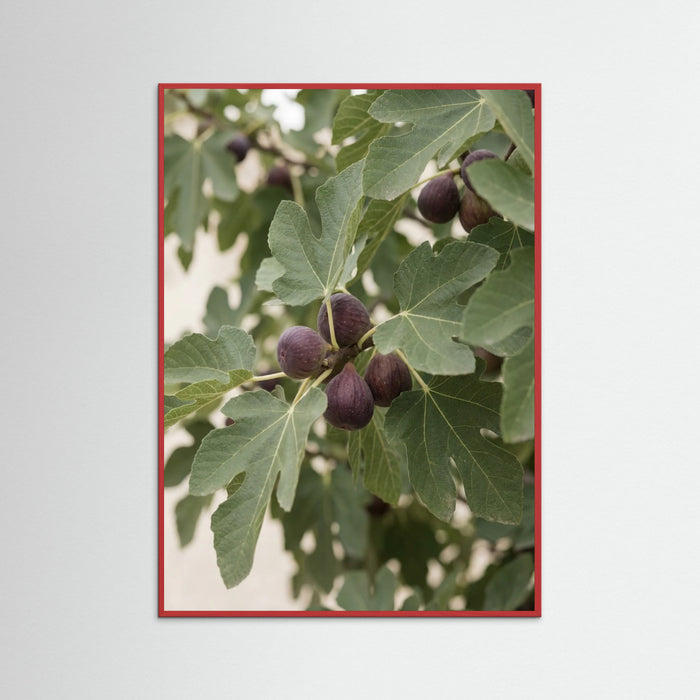 Red Wood Olive Branch