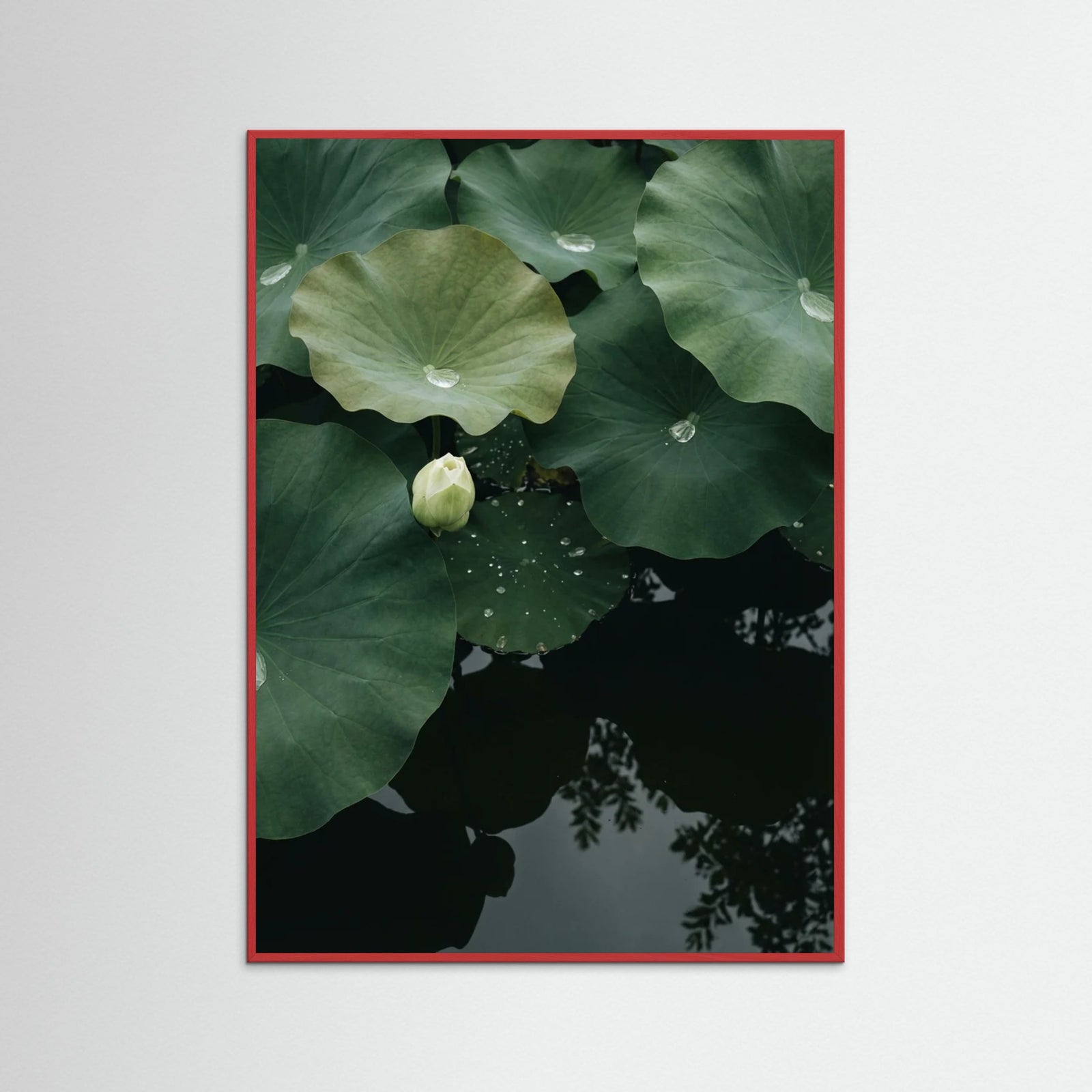 Red Wood Pond Stillness