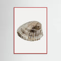 Poster Seashell – poster e stampa artistica