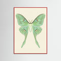 Red Wood Silk Moth Specimen