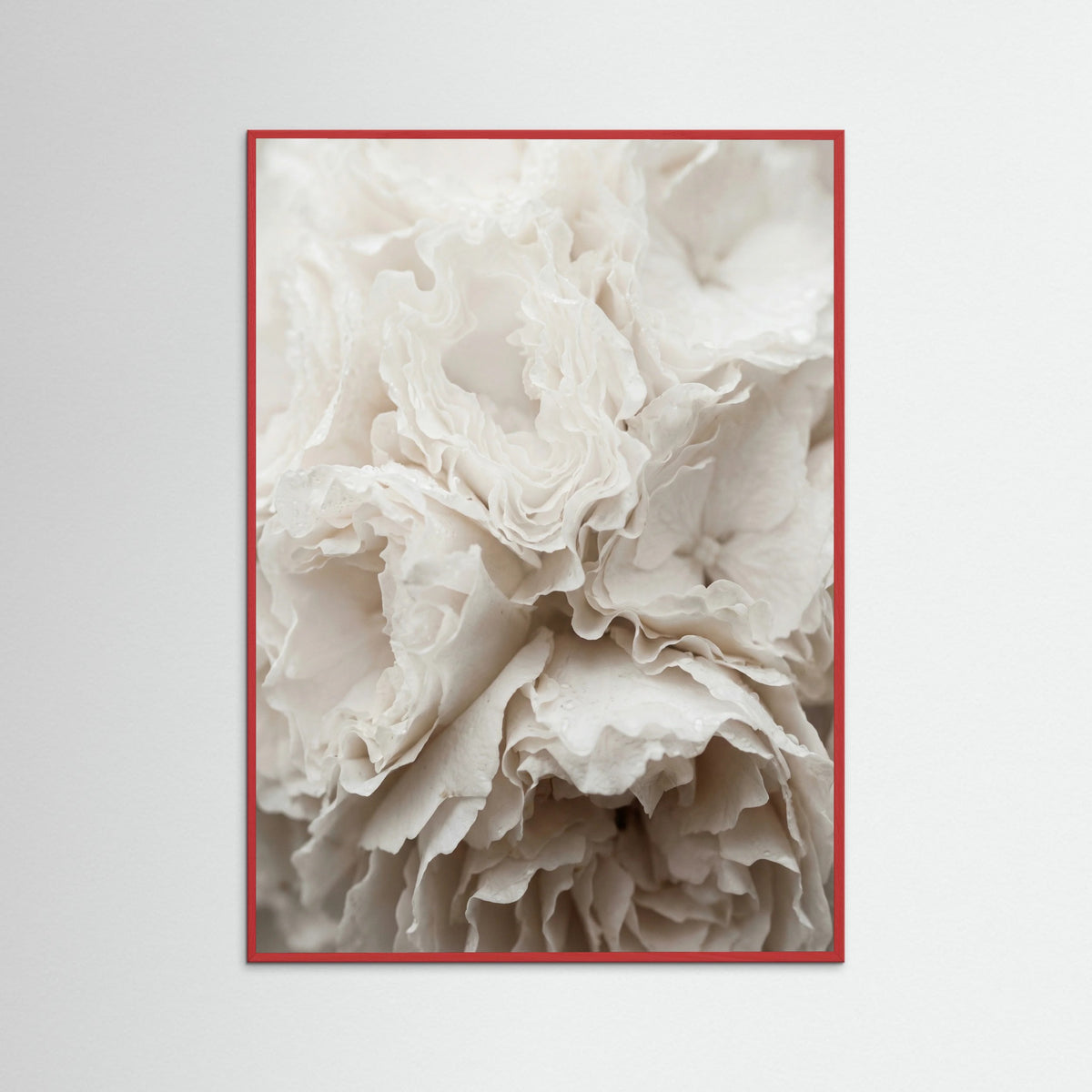 Red Wood Soft Petals White