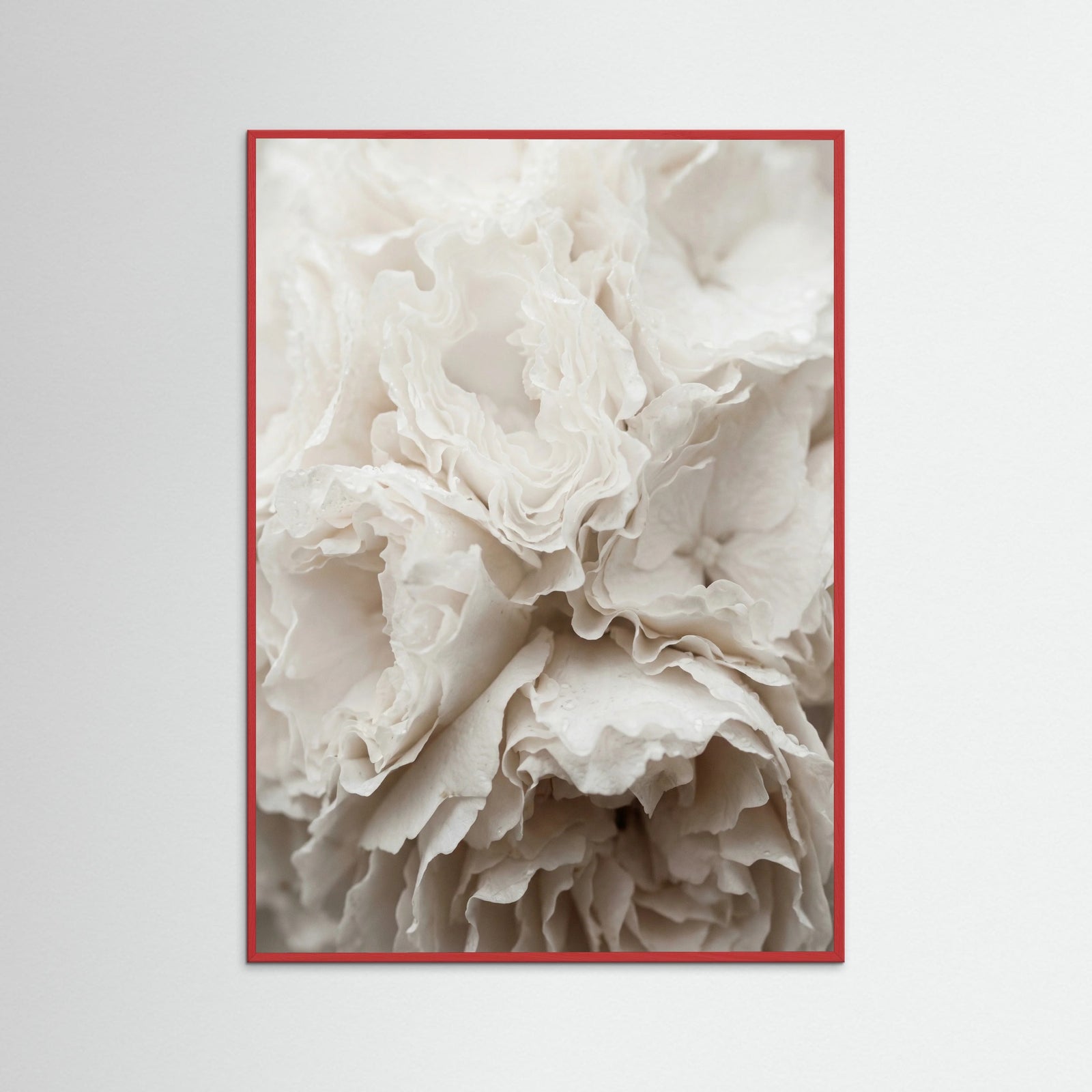 Red Wood Soft Petals White