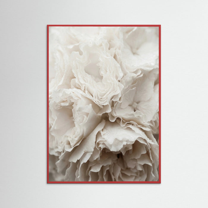 Red Wood Soft Petals White