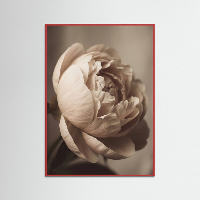Red Wood Soft Rose Embrace