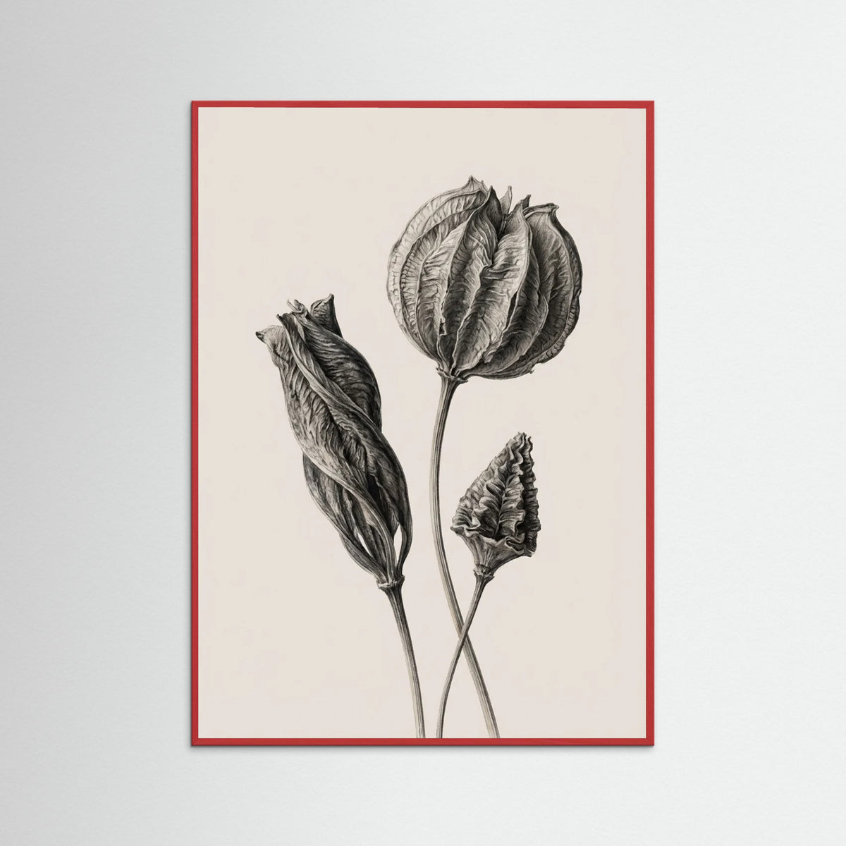 Red Wood Solitary Bloom