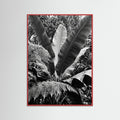 Red Wood Tropical Canopy