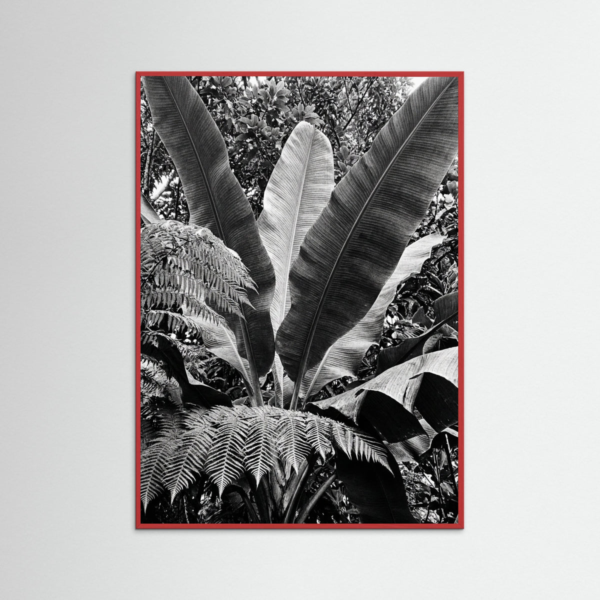 Red Wood Tropical Canopy