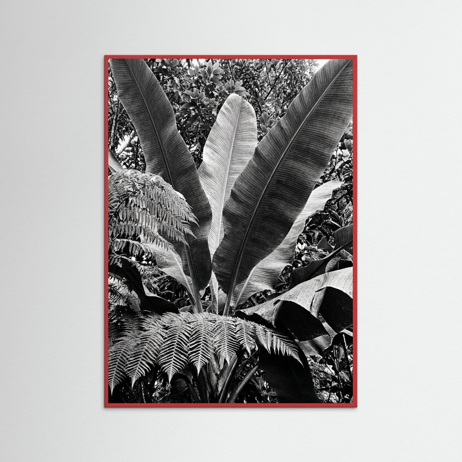 Red Wood Tropical Canopy