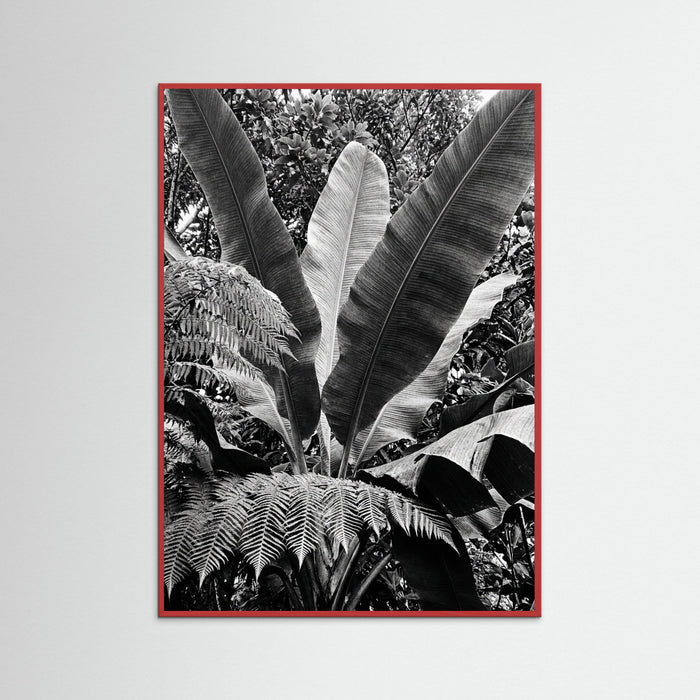 Red Wood Tropical Canopy