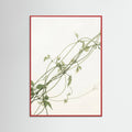 Red Wood Verdant Calm