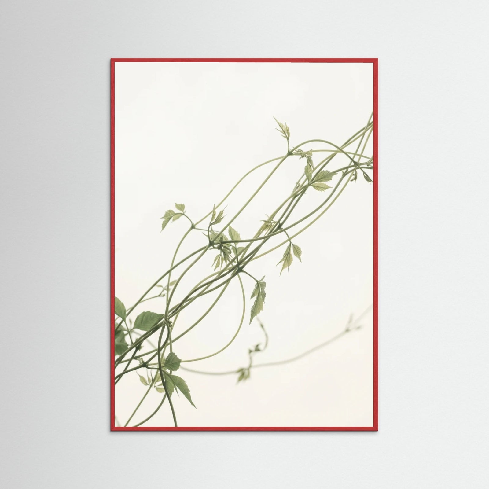 Red Wood Verdant Calm