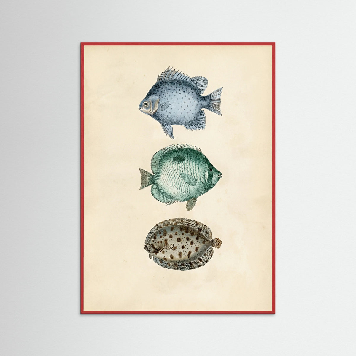 Red Wood Vintage Ichthyology Studies