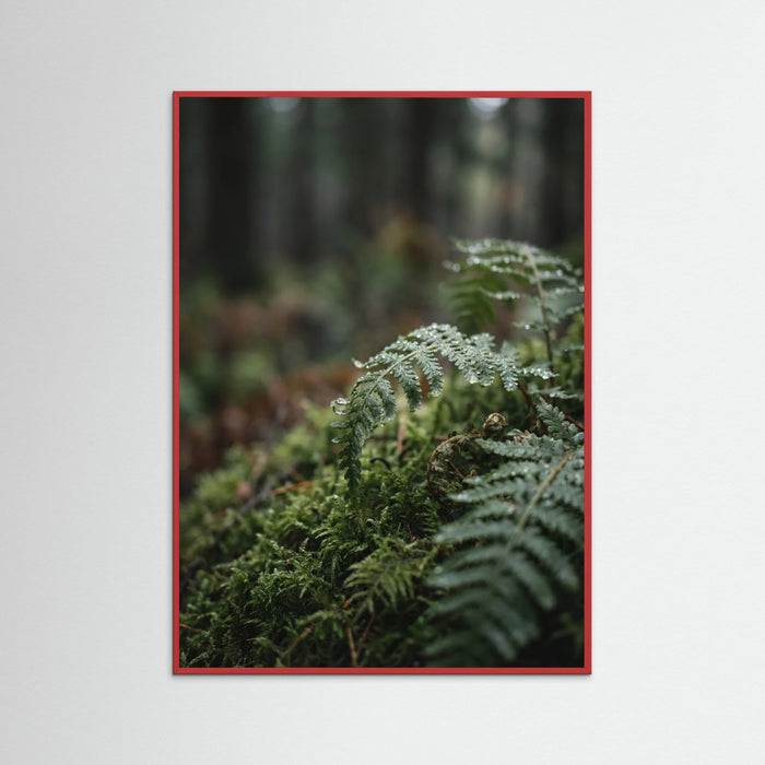 Red Wood Whispering Meadow